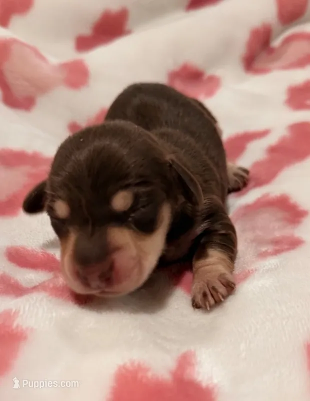 Long hair chocolate -Marley – Miniature Dachshund puppy for sale in El Cajon, CA