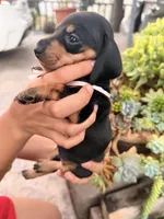 Candy black and tan girl smooth, a female Miniature Dachshund for sale in El Cajon, CA – 5 of 7