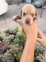 Bella Rue Smooth  cream girl, a female Miniature Dachshund for sale in El Cajon, CA – 5 of 7