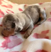 Isabella dapple dachshund, a male Miniature Dachshund for sale in El Cajon, CA – 2 of 3
