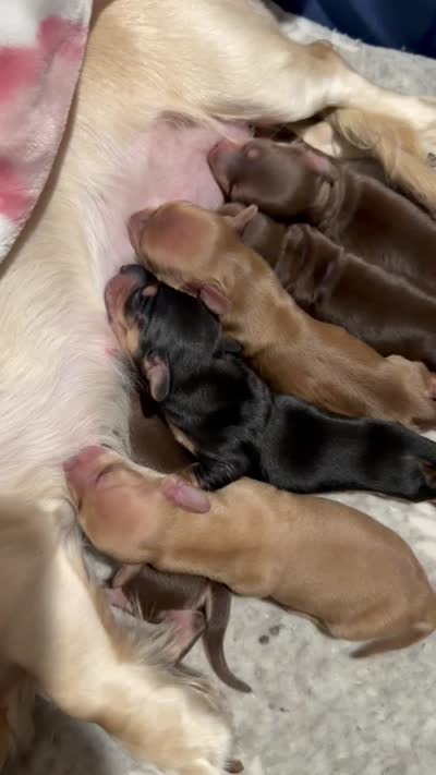 Long hair chocolate -Marley, a female Miniature Dachshund for sale in El Cajon, CA – 4 of 4