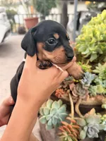 Candy black and tan girl smooth, a female Miniature Dachshund for sale in El Cajon, CA – 2 of 7