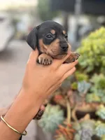 Ellie Black and tan Smooth girl, a female Miniature Dachshund for sale in El Cajon, CA – 5 of 9