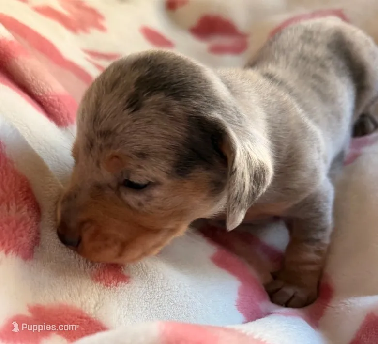 Isabella dapple dachshund – Miniature Dachshund puppy for sale in El Cajon, CA