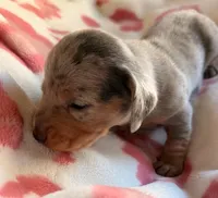Isabella dapple dachshund, a male Miniature Dachshund for sale in El Cajon, CA – 1 of 3