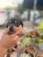 Ellie Black and tan Smooth girl, a female Miniature Dachshund for sale in El Cajon, CA – 4 of 9