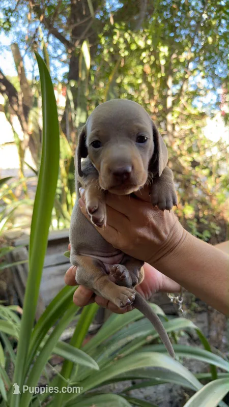 Blue dachshund boy  – Miniature Dachshund puppy for sale in El Cajon, CA