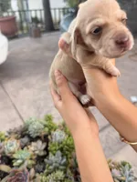 Bella Rue Smooth  cream girl, a female Miniature Dachshund for sale in El Cajon, CA – 3 of 7