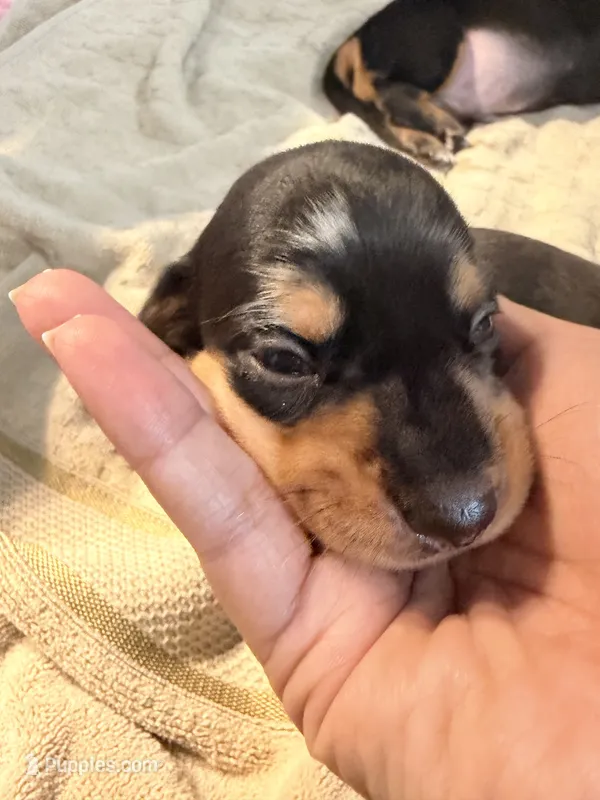 Owen black dapple smooth boy – Miniature Dachshund puppy for sale in El Cajon, CA