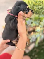 Dutchess black and tan smooth girl, a female Miniature Dachshund for sale in El Cajon, CA – 7 of 8