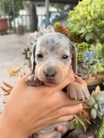 Louie Blue dapple dachshund, a male Miniature Dachshund for sale in El Cajon, CA – 4 of 6