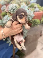 Sugar bear Isabella boy, a male Miniature Dachshund for sale in El Cajon, CA – 7 of 8
