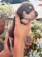 Charlie-Chocolate and cream smooth boy, a male Miniature Dachshund for sale in El Cajon, CA – 3 of 7