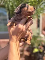 Maple Chocolate dapple  , a female Miniature Dachshund for sale in El Cajon, CA – 2 of 8