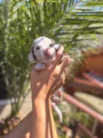 Bruce ween the Isabella dapple, a male Miniature Dachshund for sale in El Cajon, CA – 4 of 7