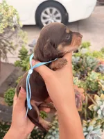 Prince Caspian- Chocolate and  tan longhaired boy, a male Miniature Dachshund for sale in El Cajon, CA – 7 of 7