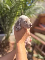 Harley Isabella dapple smooth girl, a female Miniature Dachshund for sale in El Cajon, CA – 7 of 7