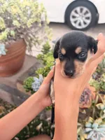 Slinky black and tan boy, a male Miniature Dachshund for sale in El Cajon, CA – 2 of 6