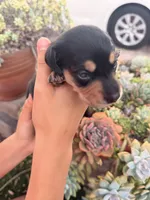 Slinky black and tan boy, a male Miniature Dachshund for sale in El Cajon, CA – 5 of 6