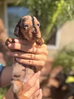 Maple Chocolate dapple  , a female Miniature Dachshund for sale in El Cajon, CA – 4 of 8