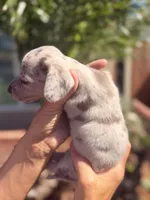 Harley Isabella dapple smooth girl, a female Miniature Dachshund for sale in El Cajon, CA – 3 of 7