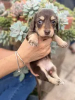 Sugar bear Isabella boy, a male Miniature Dachshund for sale in El Cajon, CA – 8 of 8