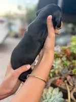 Ellie Black and tan Smooth girl, a female Miniature Dachshund for sale in El Cajon, CA – 2 of 9