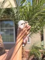 Bruce ween the Isabella dapple, a male Miniature Dachshund for sale in El Cajon, CA – 5 of 7