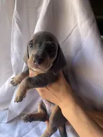 George Blue and tan smooth boy dachshund, a male Miniature Dachshund for sale in El Cajon, CA – 3 of 8