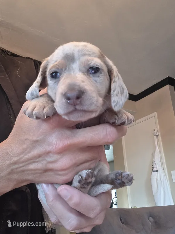 Harley Isabella dapple smooth girl – Miniature Dachshund puppy for sale in El Cajon, CA