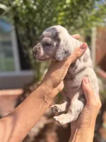 Harley Isabella dapple smooth girl, a female Miniature Dachshund for sale in El Cajon, CA – 6 of 7