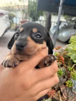 Ellie Black and tan Smooth girl, a female Miniature Dachshund for sale in El Cajon, CA – 6 of 9