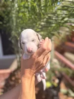 Bruce ween the Isabella dapple, a male Miniature Dachshund for sale in El Cajon, CA – 3 of 7