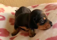 Black and tan female 2, a female Miniature Dachshund for sale in El Cajon, CA – 3 of 3