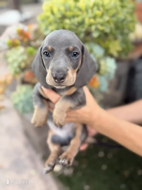 George Blue and tan smooth boy dachshund – Miniature Dachshund puppy for sale in El Cajon, CA