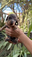 Isabella girl, a female Miniature Dachshund for sale in El Cajon, CA – 1 of 5
