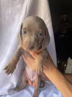 Kelly Isabella and tan smooth girl, a female Miniature Dachshund for sale in El Cajon, CA – 4 of 8