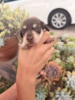 Charlie-Chocolate and cream smooth boy, a male Miniature Dachshund for sale in El Cajon, CA – 4 of 7