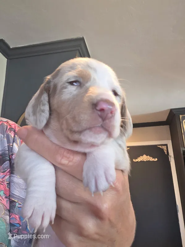 Bella Rue Smooth  cream girl – Miniature Dachshund puppy for sale in El Cajon, CA
