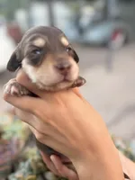 Marley Long hair chocolate  and cream girl, a female Miniature Dachshund for sale in El Cajon, CA – 4 of 9