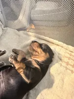 Ace    Black and tan smooth boy, a male Miniature Dachshund for sale in El Cajon, CA – 2 of 7