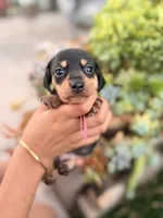Dutchess black and tan smooth girl, a female Miniature Dachshund for sale in El Cajon, CA – 1 of 8