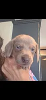 boy, a male Miniature Dachshund for sale in El Cajon, CA – 1 of 1