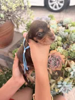 Prince Caspian- Chocolate and  tan longhaired boy, a male Miniature Dachshund for sale in El Cajon, CA – 6 of 7