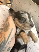 Lucy black dapple longhaired girl, a female Miniature Dachshund for sale in El Cajon, CA – 5 of 6