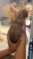 Bruce Shaded cream longhaired boy, a male Miniature Dachshund for sale in El Cajon, CA – 2 of 9