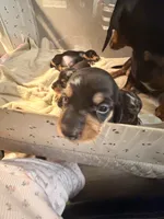 Owen black dapple smooth boy, a male Miniature Dachshund for sale in El Cajon, CA – 7 of 10