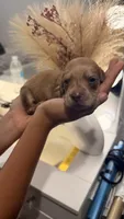 Bruce Shaded cream longhaired boy, a male Miniature Dachshund for sale in El Cajon, CA – 6 of 9