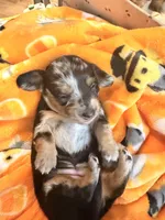 Lucy black dapple longhaired girl, a female Miniature Dachshund for sale in El Cajon, CA – 6 of 6