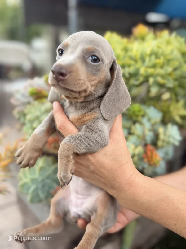Kelly Isabella and tan smooth girl – Miniature Dachshund puppy for sale in El Cajon, CA